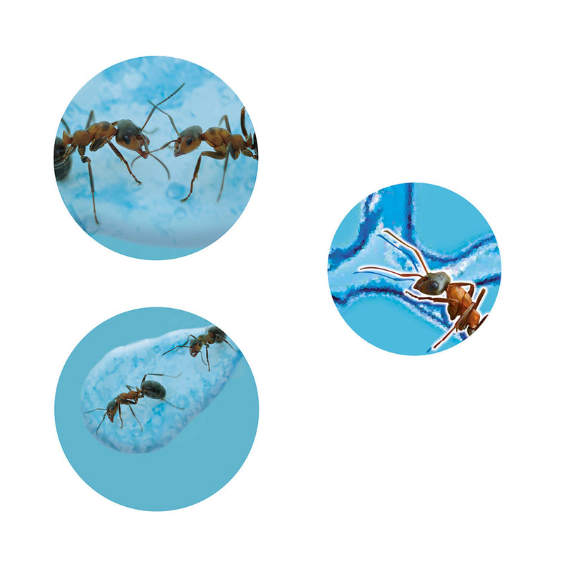 BUKI France Ants Mini-World
